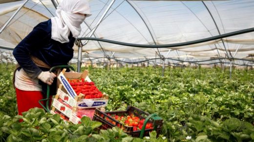 الأمم المتحدة تدق ناقوس الخطر إزاء الأوضاع المزرية للمغربيات العاملات في حقول الفراولة بإسبانيا وتدعو لوقف استغلالهن جنسيا