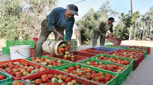 الحكومة تعلن انخفاض أسعار الطماطم إلى 4 دراهم للكيلوغرام