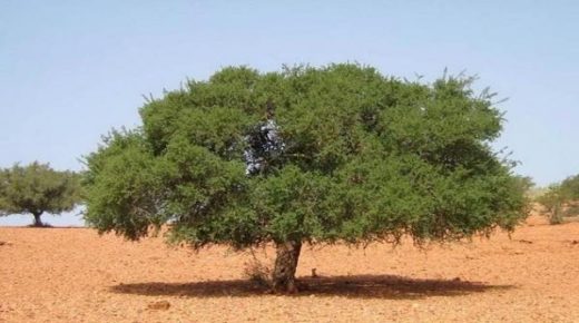 تخصيص مليار سنتيم لتعزيز البحث العلمي حول شجرة الأركان