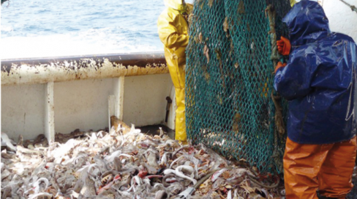 مجلس الحكومة يصادق على مشروع مرسوم يتعلق بتنظيم الصيد البحري بالأضواء الاصطناعية