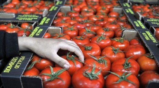 مصدرو الطماطم: الطماطم ستكون متوفرة في الأسواق المغربية خلال رمضان