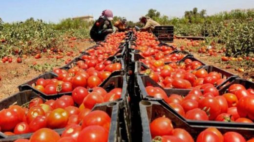 أسعار الطماطم ترتفع بشكل “صاروخي” في الأسواق المغربية وتخوفات من استمرارها في رمضان