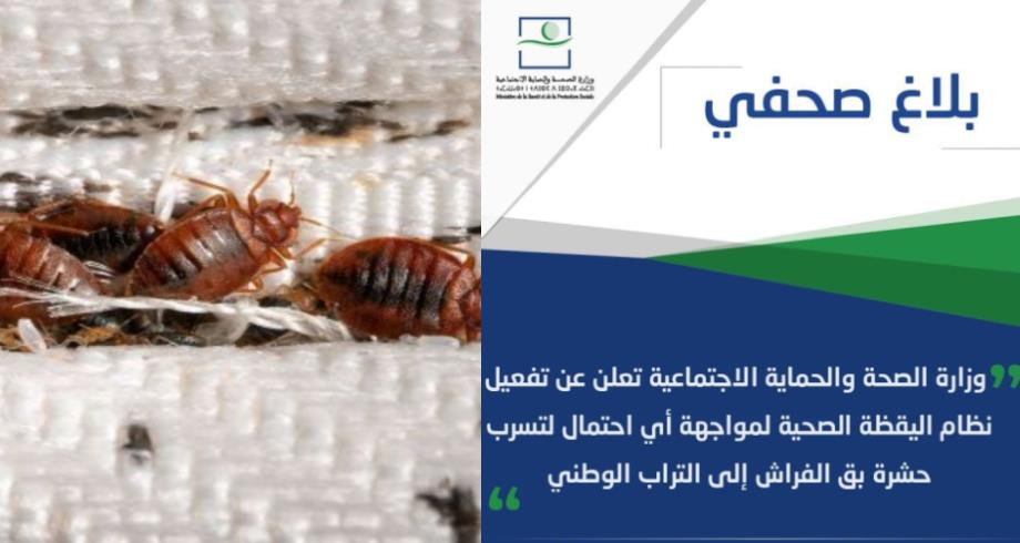 بلاغ وزارة الصحة حول تدابير مواجهة حشرة بق الفراش